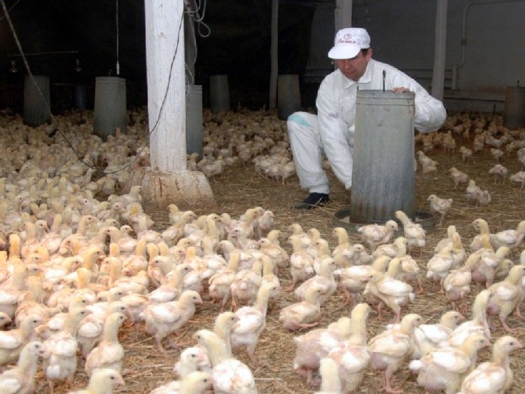 Świnoujście, Lubczyna i Modrzewie obszarami zagrożonymi grypą ptaków H5N8